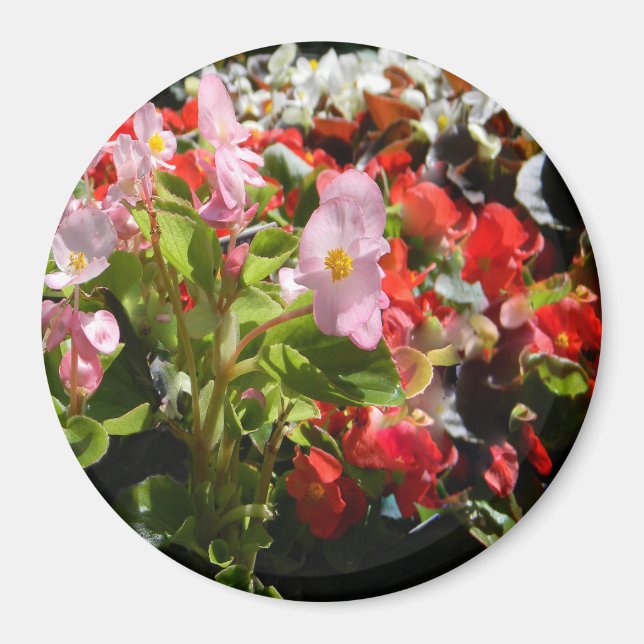 Imã Buquê de Begonias... (Frente)