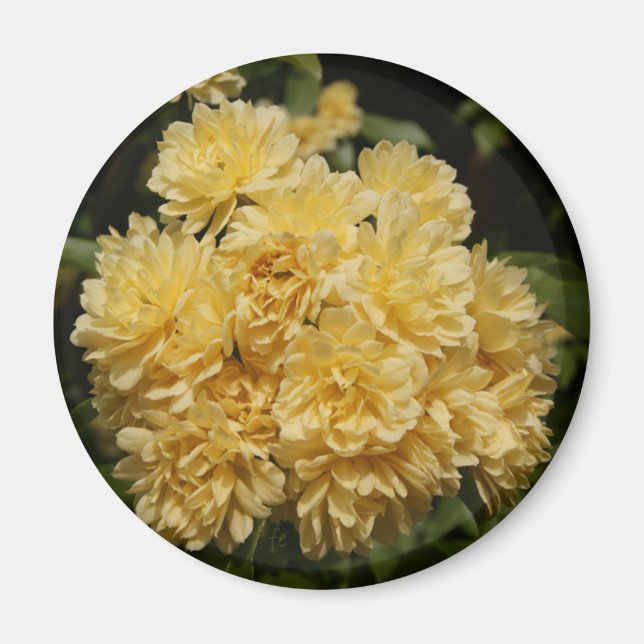Imã buquê de rosa amarelo (Frente)