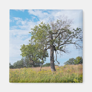 Imã Burr Oak Trees e Prairie