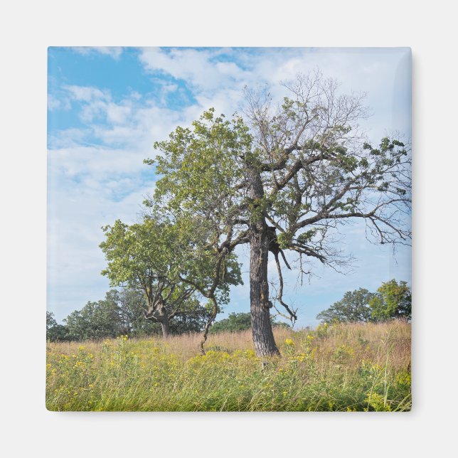 Imã Burr Oak Trees e Prairie (Frente)