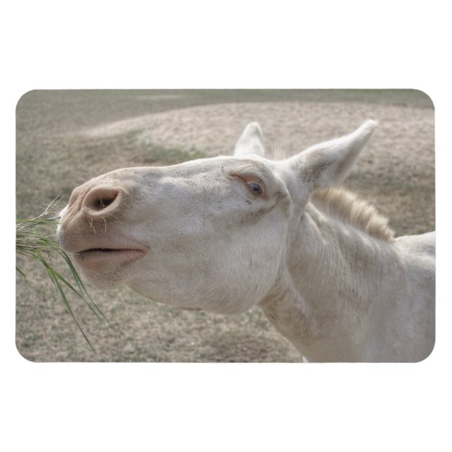 Ímã Burro Branco Austríaco-Húngaro (Horizontal)