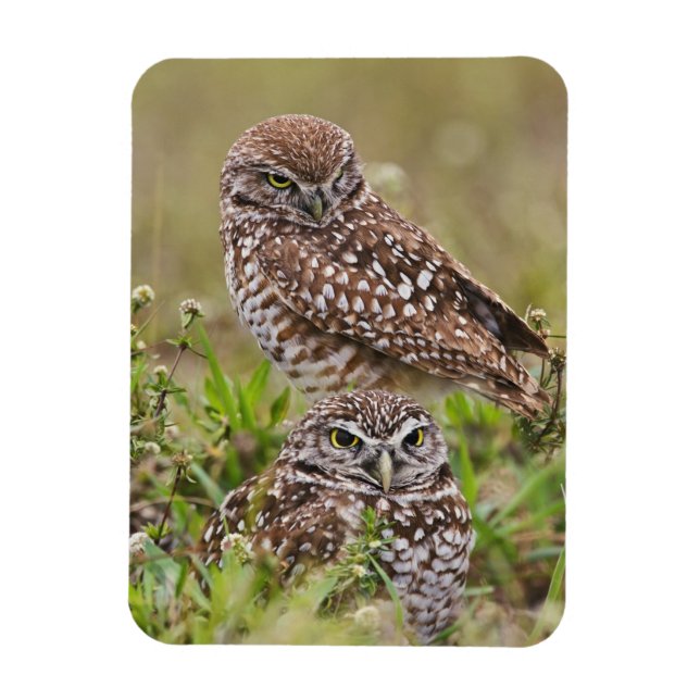 Ímã Burrowing Owl, Athene Cunicularia, Cabo Coral, (Vertical)