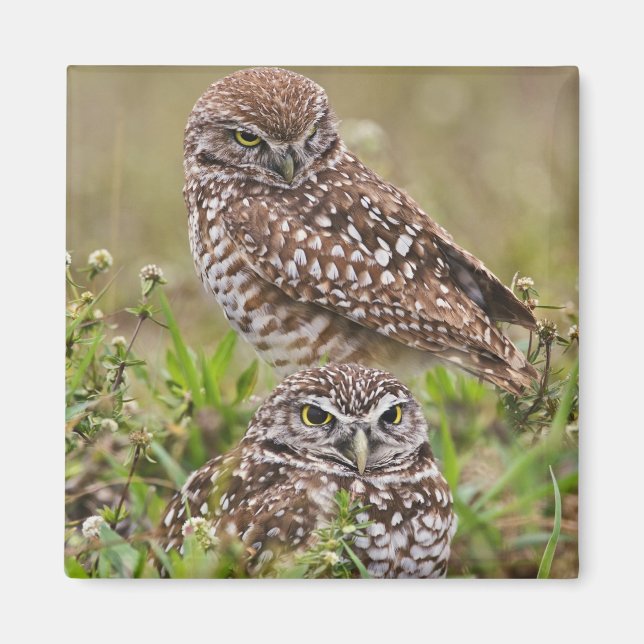 Imã Burrowing Owl, Athene Cunicularia, Cabo Coral, (Frente)