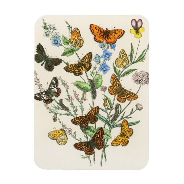 Ímã Butterflies and Flowers Vintage Illustration 1 (Vertical)