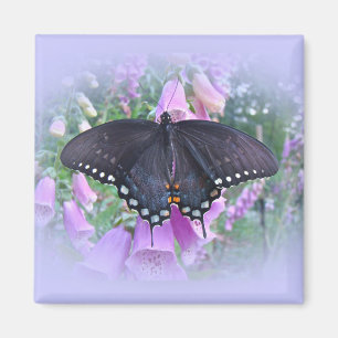 Imã Butterfly