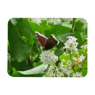 Ímã Butterfly e Primavera Lilac Magnet