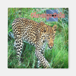 Imã BW - Botswana - Okavango Delta Ghepard