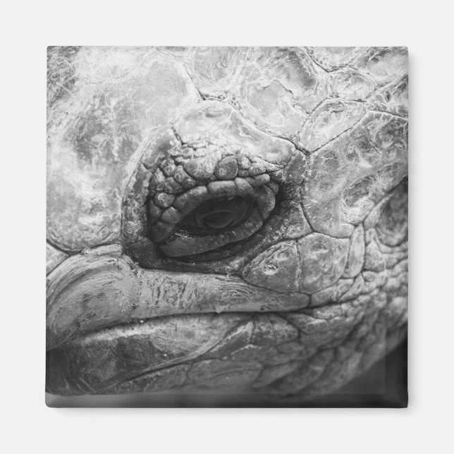 Imã BW Tortoise (Frente)