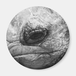Imã BW Tortoise