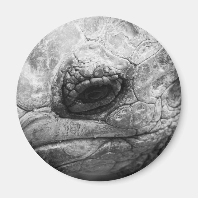 Imã BW Tortoise (Frente)