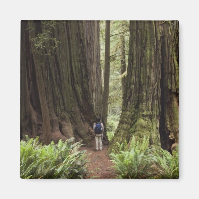 Imã CA, Jedediah Smith Redwoods State Park, (Frente)