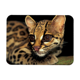 Ímã CA, Panamá Central, Soberania NP, Margay 2
