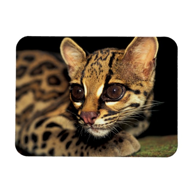 Ímã CA, Panamá Central, Soberania NP, Margay 2 (Horizontal)