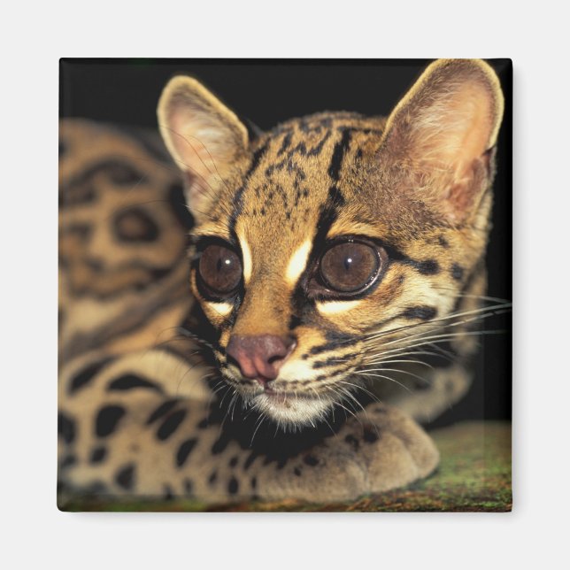 Imã CA, Panamá Central, Soberania NP, Margay 2 (Frente)