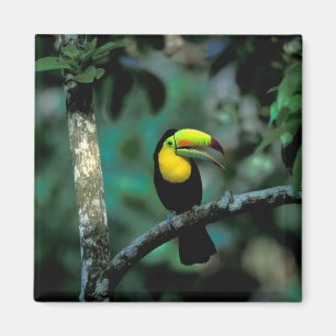 Imã CA, Panamá, NP Soberania, Tucano Pico-de-Querubim