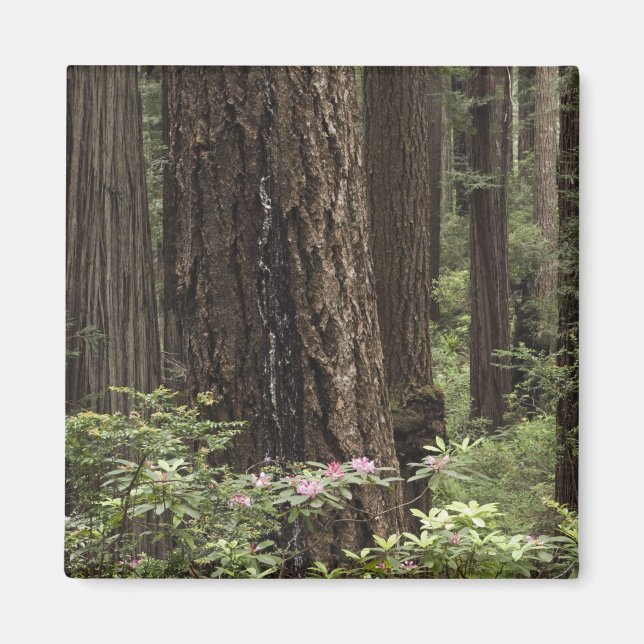 Imã CA, Prairie Creek State Park, Costa (Frente)