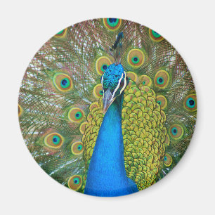 Imã Cabeça Azul de Peacock com Penas Coloridas das Ca