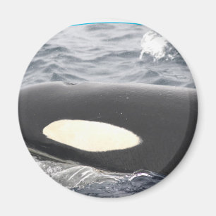 Imã Cabeça da baleia de assassino da orca - Oval