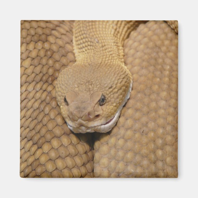 Imã Cabeça de Cascavel (Frente)