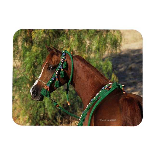 Ímã Cabeça de Cavalo Árabe com Bridle (Horizontal)