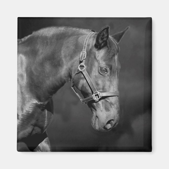 Imã Cabeça de Cavalo Negro (Frente)