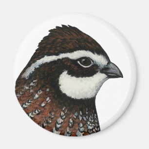 Imã Cabeça de Codorna Bobwhite
