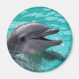 Imã Cabeça de golfinho em água aquamarina