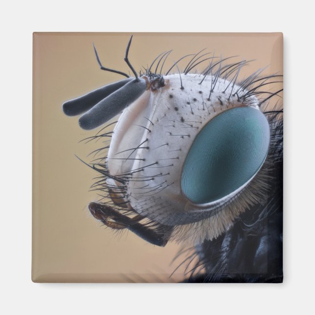 Imã Cabeça de Insetos de Fechamento (Frente)