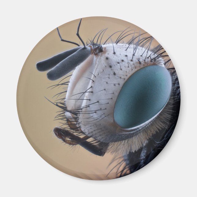 Imã Cabeça de Insetos de Fechamento (Frente)