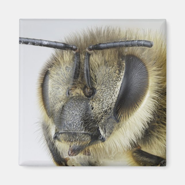 Imã Cabeça de mel (Frente)