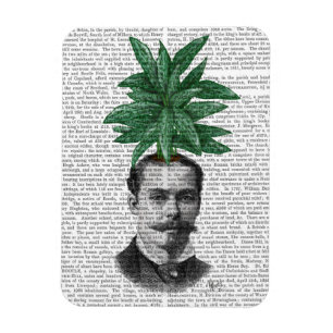 Ímã Cabeça de Planta Evergreen Chinesa