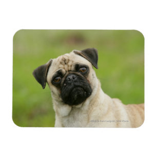Ímã Cabeça de Pug Batida Olhando para a Câmera