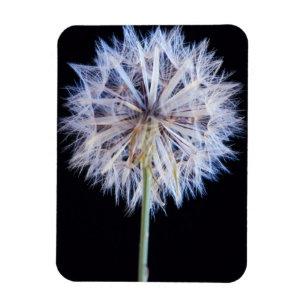 Ímã Cabeça de Semente de Dandelion (Taraxacum Officin