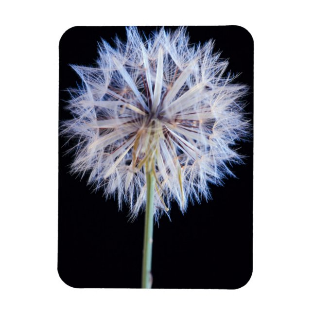 Ímã Cabeça de Semente de Dente-de-Leão (Taraxacum Offi (Vertical)