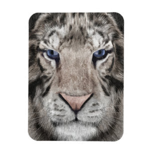 Ímã Cabeça de Tigre Branco Estética da Vida Selvagem