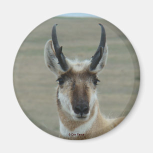 Imã Cabeça de um jovem antílope-pronghorn A30 abatido