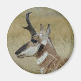 Imã Cabeça de um jovem antílope-pronghorn A4 perfil