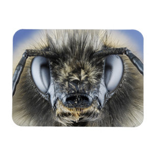 Ímã Cabeça do zangão