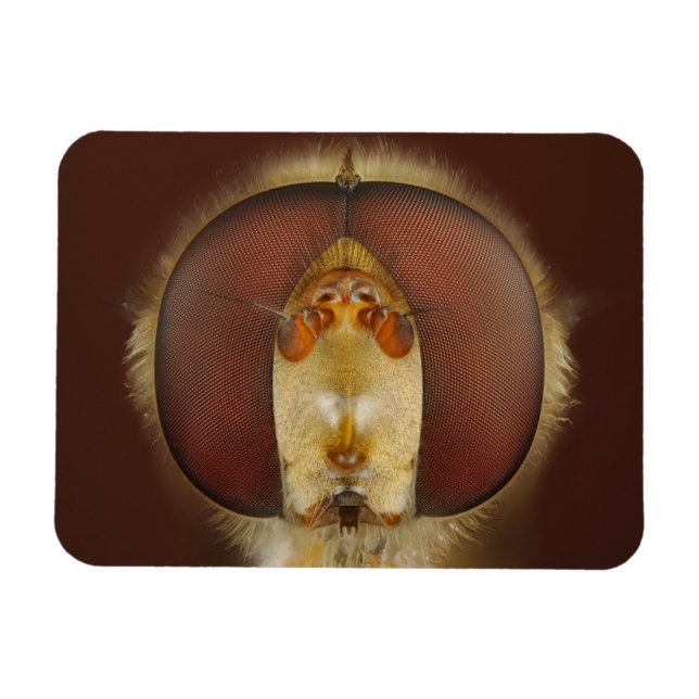 Ímã Cabeça e Olhos Compostos de uma Mosca do Foco (Horizontal)