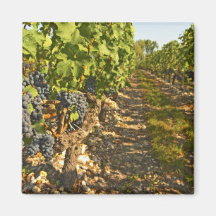 Imã Cabernet Sauvignon vine em fileira