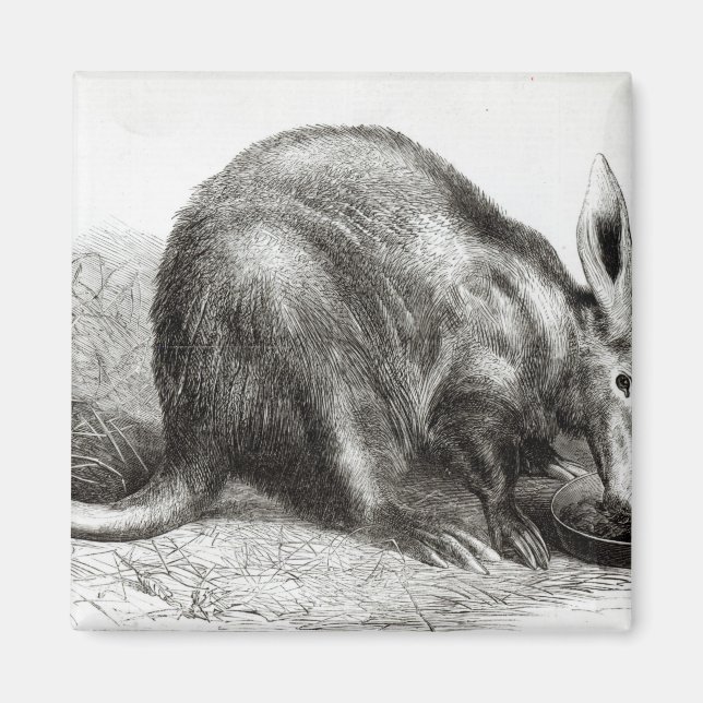 Imã Cabo Ant-Eater (Frente)