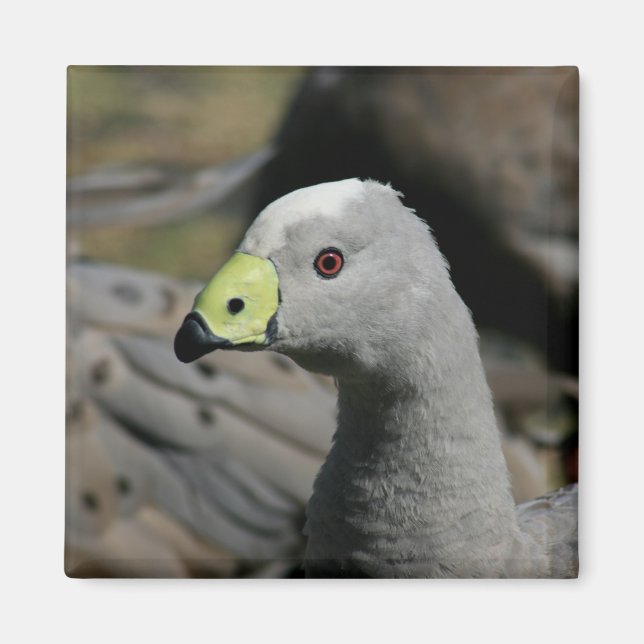 Imã Cabo Barren Goose Australiano (Frente)