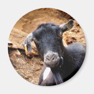 IMÃ CABRA PEQUENA BONITO