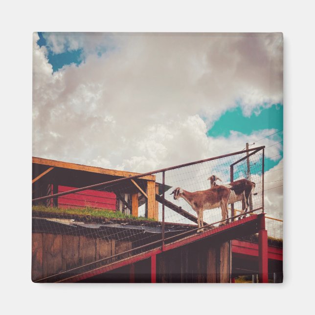 Imã cabras no telhado (Frente)