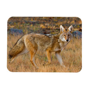 Ímã Caça ao coiote (Canis Latrans)