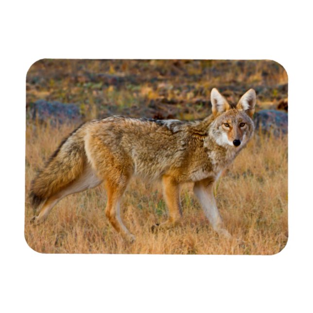 Ímã Caça ao coiote (Canis Latrans) (Horizontal)
