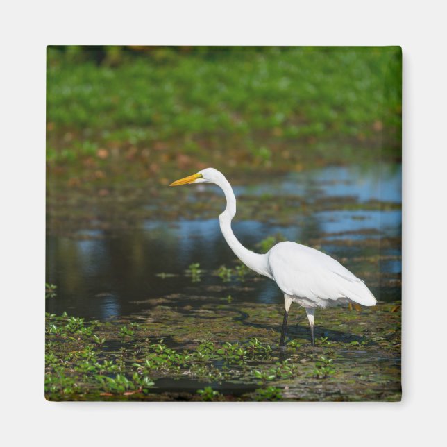 Imã Caça ao Egret (Frente)