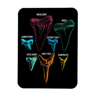 Ímã Caça aos dentes de tubarão - Presentes de tubar