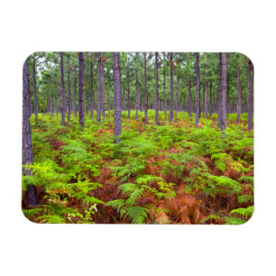 Ímã Caça Comum (Pteridium Aquilinum)