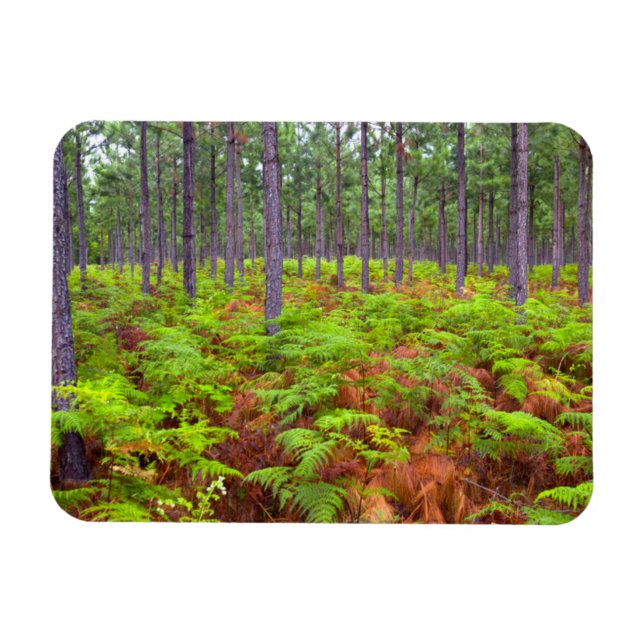 Ímã Caça Comum (Pteridium Aquilinum) (Horizontal)